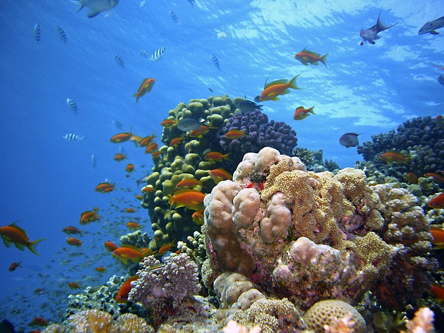 Red sea scuba diving experience - Κατάδυση στην ερυθρά θάλασσα στην Αίγυπτο
