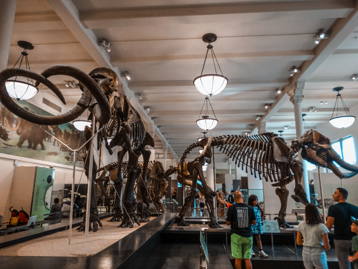 απολιθώματα και δεινόσαυροι