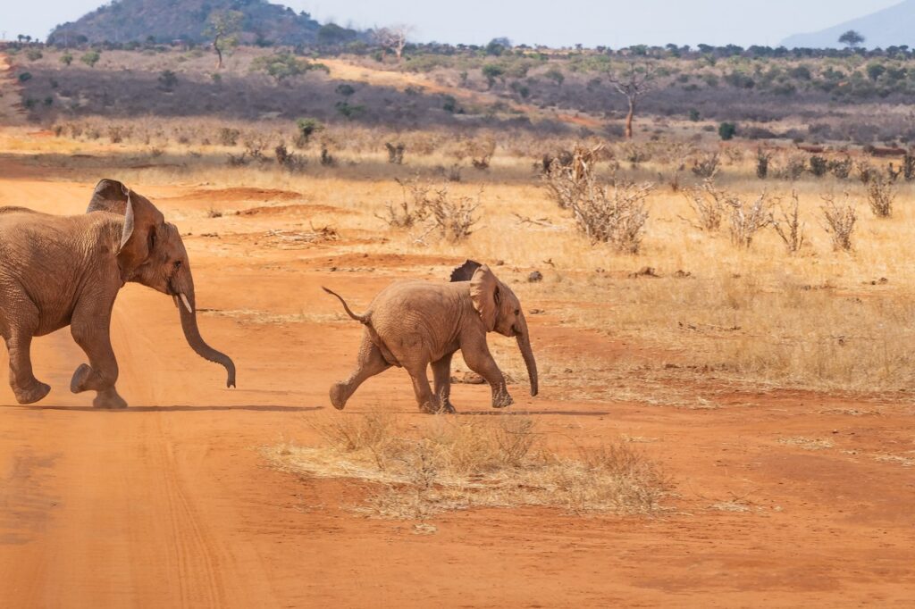 safari at Kenya